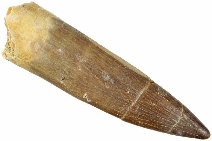 Fossil Plesiosaur (Zarafasaura) Tooth - Morocco #237601